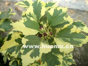 花葉木槿 花葉木槿