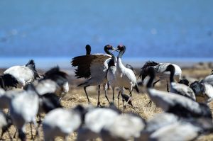 大山包黑頸鶴自然保護區