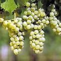 米勒葡萄 米勒葡萄