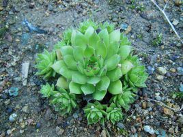 深綠絹蘚 深綠絹蘚