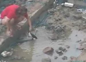 水坑虐貓視頻截圖