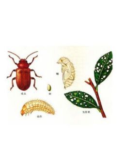 茶角胸葉甲 茶角胸葉甲