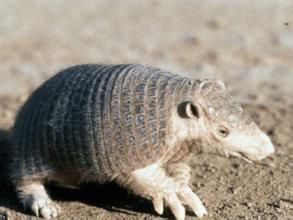大裸尾犰狳 大裸尾犰狳