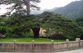 九華山鳳凰松 九華山鳳凰松