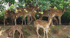 廈門海滄野生動物園
