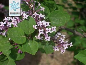 小葉巧玲花 小葉巧玲花