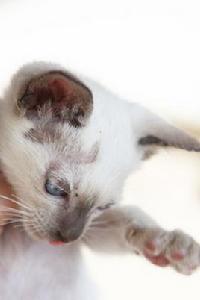 貓癬[動物疾病]