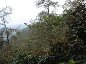 細油樹自然村 細油樹自然村