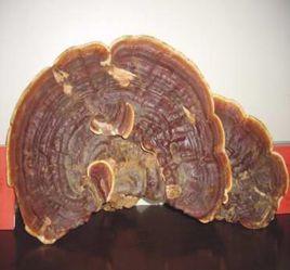 無柄赤芝 無柄赤芝