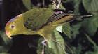 威氏吸蜜鸚鵡