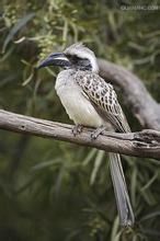 灰犀鳥屬 灰犀鳥屬