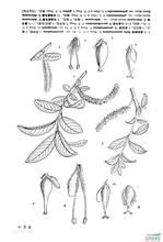 光苞腹毛柳 光苞腹毛柳