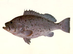 細點石斑魚