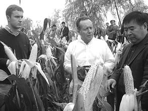 唐黃糯一號 唐黃糯一號