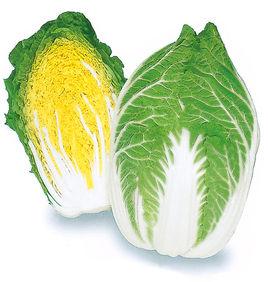 黃心白菜 黃心白菜