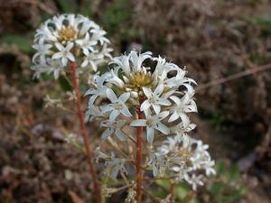 澤珍珠菜 澤珍珠菜