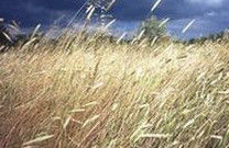 田間自然曬乾的青乾草