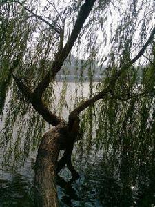 廣東省河朗鎮雲簾國小 廣東省河朗鎮雲簾國小