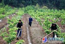 大倉村[四川省南充市南部縣雄獅鄉下轄村]
