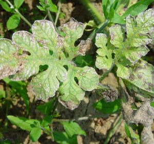 西瓜粘菌病 西瓜粘菌病