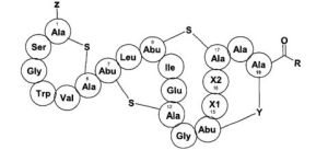 加爾巴丁遊動放線菌 加爾巴丁遊動放線菌