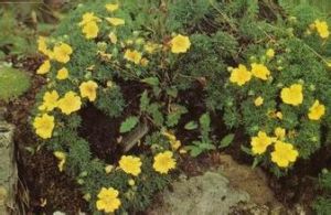 羽葉釘柱委陵菜 羽葉釘柱委陵菜