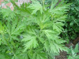 艾葉甜湯 艾葉甜湯