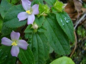 東方肉穗草 東方肉穗草