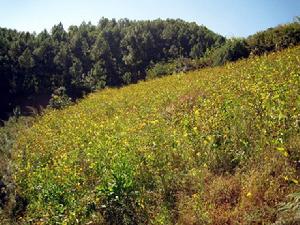 東河沖村特色產業-芸豆