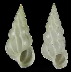 反旋海螄螺 反旋海螄螺