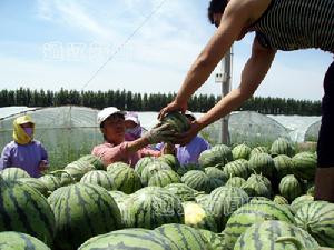 庫倫鎮因地制宜發展果蔬產業