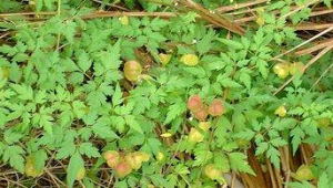 小花異裂菊 小花異裂菊