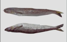 多齒蛇鯔尾 多齒蛇鯔尾