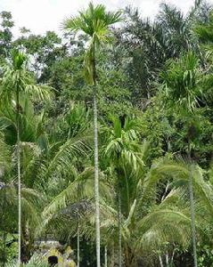 檳榔葉枯病 檳榔葉枯病