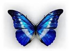 海倫娜閃蝶 海倫娜閃蝶