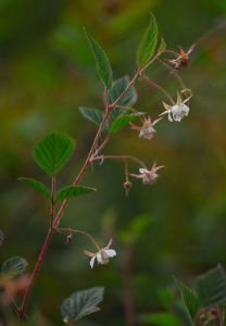 直立懸鉤子 直立懸鉤子