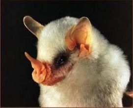 圓耳管鼻果蝠 圓耳管鼻果蝠