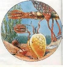 二疊紀早期生物