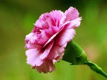 粉紅色康乃馨：母親節的象徵