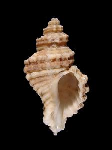 花籃骨螺 花籃骨螺