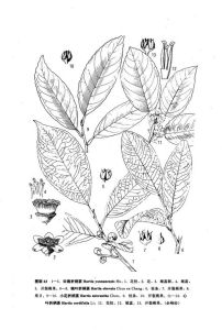 雲南折柄茶 雲南折柄茶