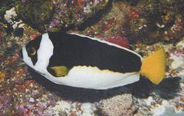 熊貓神仙 熊貓神仙