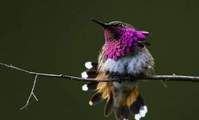 輝紫喉寶石蜂鳥