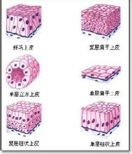 上皮組織整裝片