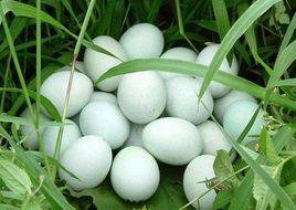 東鄉華綠神蛋 東鄉華綠神蛋