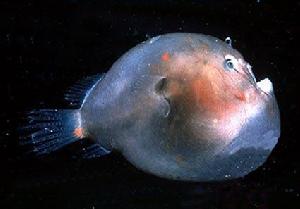 大西洋盲鰻 大西洋盲鰻