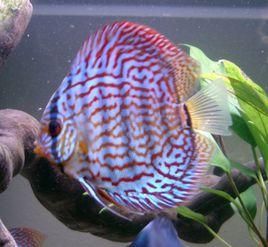 紅松石七彩 紅松石七彩