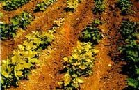 大豆胞囊線蟲病 大豆胞囊線蟲病