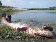 鯰魚[魚類名稱]