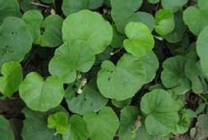 尖裂灰毛泡 尖裂灰毛泡